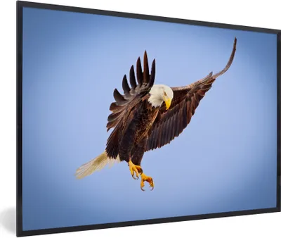 Produktbild von MuchoWow® Gerahmtes Poster Ein Weißkopfseeadler am blauen Himmel 90x60 cm - Poster mit Schwarzem Bilderrahmen Wandposter Rahmen Foto Bilder - Fotorahmen - Foto-Plakat