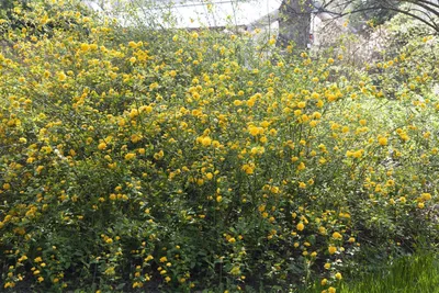 Produktbild von Kerria japonica, Japanische Kerrie, gelb, 80–100 cm