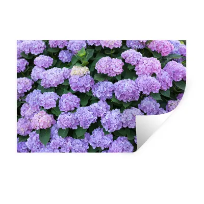 Produktbild von MuchoWow® Wandtattoo Wandsticker Wandaufkleber Hortensienpflanze 30x20 cm Selbstklebend und Repositionierbar - Wierderverwendbar - Selbstklebend