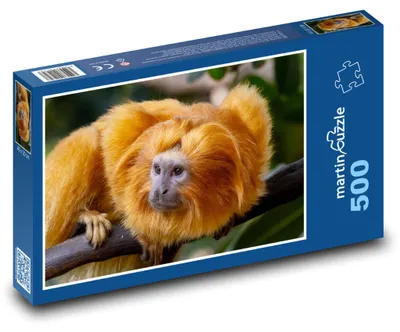 Produktbild von Puzzle 500 Löwenäffchen - martinpuzzle