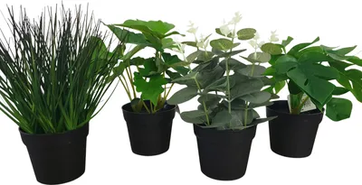 Produktbild von Boltze Gruppe Topfpflanze sortiert grün 23 cm