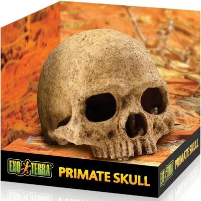 Image de Crâne de primate EXOTERRA