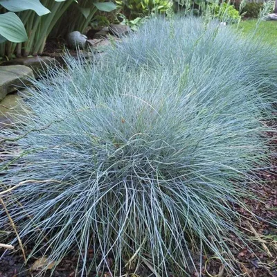 Immagine prodotto di Festuca glauca Elijah Blue 1L