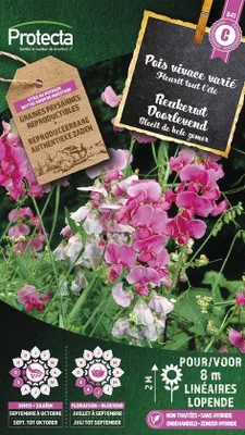Productafbeelding van Protecta Bloemen zaden: Reukerwt doorlevend gemengd