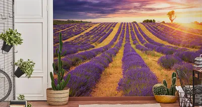 Immagine prodotto di Carta da parati in tessuto non tessuto murale bellissimo campo di lavanda 270 cm (L) x 180 cm (H) decorazione murale della parete