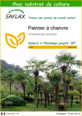 Image de SAFLAX - Palmier à chanvre - 10 graines - Avec substrat - Chamaerops