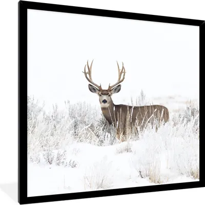Produktbild von MuchoWow® Gerahmtes Poster Hirsche - Winter - Schnee - Tiere - Jahreszeiten - Weiß 40x40 cm - Poster mit Schwarzem Bilderrahmen Wandposter Rahmen Foto Bilder - Mit Rahmen - Wanddekoration Schlafzimmer