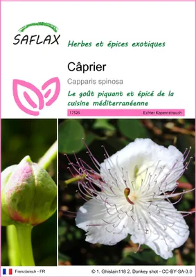 Image de SAFLAX - Câprier - 25 graines - Capparis