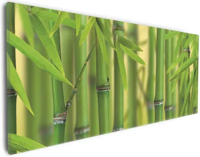 Produktbild von Wallario Premium Leinwandbild Grüner Bambuswald in Größe 30 x 75 cm
