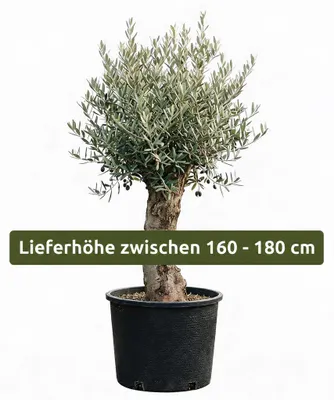 Produktbild von Olivenbaum Olea Europaea, ca. 20- 30 Jahre Alt, Höhe ca. 180 cm