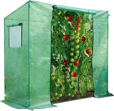 A green greenhouse with tomato plants growing inside.