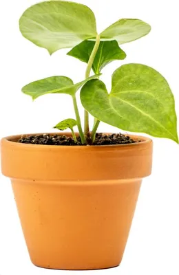 Obrázek produktu pro Gardners Anthurium clarinervium, průměr 6 cm