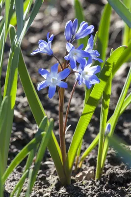 Produktbild von Scilla siberica, Blaustern, intensiv blau, ca. 9x9 cm Topf