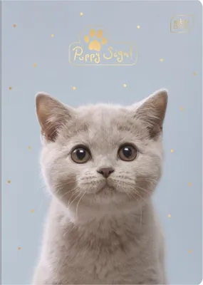 Zdjęcie produktu dla Zeszyt A5 16K z uroczą kratką w stylu Puppy – idealny do szkoły i pracy! Kolekcja, która zdobi każdą stronę. Wybierz swój ulubiony design i ciesz się pisaniem!