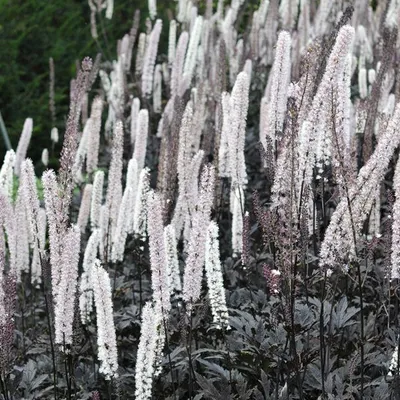 Produktbild von 6 x Zilverkaars  - Actaea simplex 'Brunette'  | Topf 9cm x 9cm