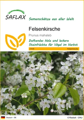 Produktbild von SAFLAX - Felsenkirsche - 30 Samen - Prunus mahaleb