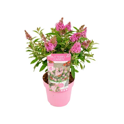 Zdjęcie produktu dla Bloomique - Buddleja Butterfly Little Pink - Krzew motyli - Rośliny ogrodowe - Wytrzymałe - 30-40 cm wysokości - Doniczka 19 cm