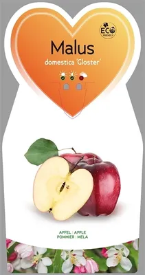 Obrázok produktu pre Malus domestica Gloster (69) cca 120 cm - Winterapfel - Apfelbaum