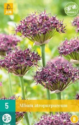 Artikelbild 1 von 'Zierlauch atropurpureum (5 Stück)' aus der Kategorie Zierlauchzwiebeln / Allium