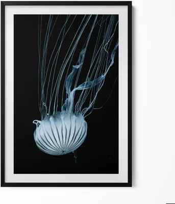 Produktbild von Quallen auf schwarzem Hintergrund– Wandbild mit Rahmen – Gerahmtes Bild  – Wanddekoration – 70x100 cm –  Schwarz Rahmen