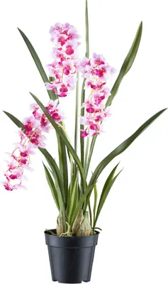 Produktbild von Cymbidie orientalis Kunstpflanze 80cm Weiß-Lila Real Touch im Kunststofftopf 17x15cm
