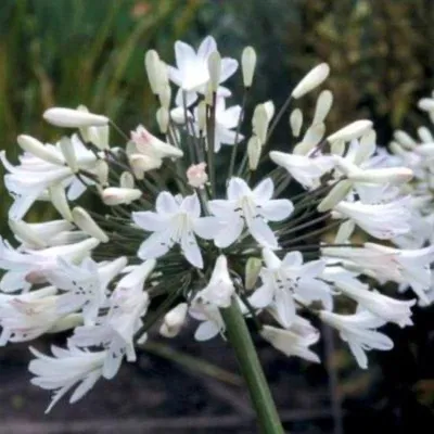 Zdjęcie produktu dla Agapanthus afrykański 'Albus' - lilija ozdobna | doniczka 9x9 cm