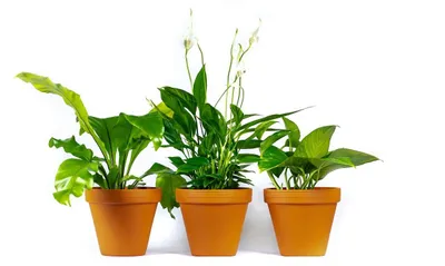 Zdjęcie produktu dla Zestaw roślin cieniolubnych Gardners