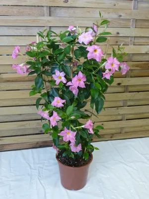 Produktbild von [Palmenlager] XL Dipladenia/Mandevilla "Rio Grande" PINK - 100 cm - Pyramide - Topf 21 cm - mediterrane Pflanze // Dauerblüher