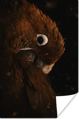 Produktbild von MuchoWow® Poster Papagei - Vogel - Federn 60x90 cm - Wanddekoration