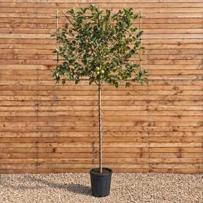 Produktbild von Apfel 'Elstar' Spalier 120 cm, Stammhöhe 180 cm, Stammumfang 10-12 cm - Malus domestica Spalier