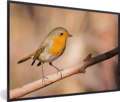 Produktbild von MuchoWow® Gerahmtes Poster Vogel - Zweig - Rotkehlchen 90x60 cm - Poster mit Schwarzem Bilderrahmen Wandposter Rahmen Foto Bilder - Fotorahmen - Foto-Plakat