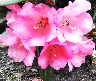 Produktbild von Teilen INKARHO Rhododendron yakushimanum Debbie Dane Japanische Azalee 25 - 30 cm