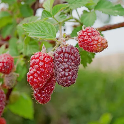 Zdjęcie produktu dla Krzew truskawki i maliny 'Tayberry' w doniczce, średnica 11 cm