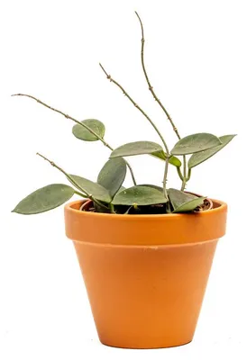 Obrázek produktu pro Gardners Hoya Chouke, průměr 9 cm