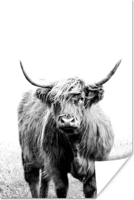Produktbild von MuchoWow® Poster Ein schottischer Highlander - schwarz und weiß 40x60 cm - Plakate für die Wand - Poster Babyzimmer