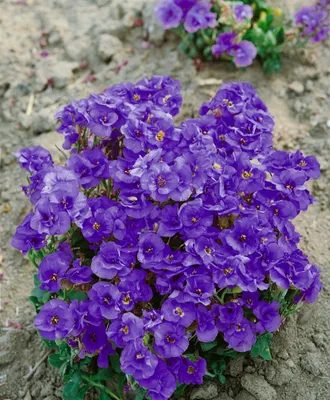 Produktbild von Aubrieta x cult. 'Sauerland', Blaukissen, violett, ca. 9x9 cm Topf