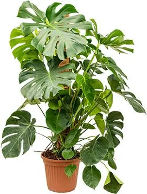 Obrázok produktu pre Gardners Monstera deliciosa s kokosovým výhonkom, priemer 27 cm