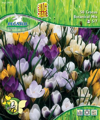 Produktbild von Pegasus Herbstblumenzwiebel Big Bag Botanische Krokus Mischung 50 Stück