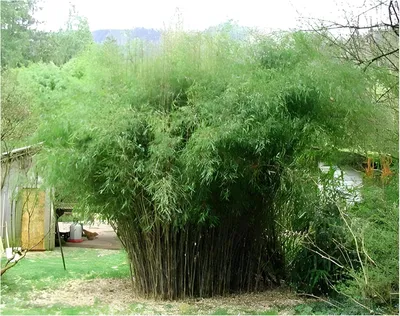Produktbild von Stauden Gänge 1 x Fargesia nitida 'Great Wall' im C2 Topf - Roter Bambus - Dichte Hecke für Ruhe und Privatsphäre - macht keine Wurzelausläufer