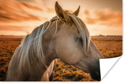 Produktbild von MuchoWow® Poster Pferd - Sonne - Orange 180x120 cm - Fotoplakat