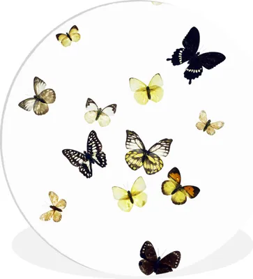 Produktbild von MuchoWow® Rundes Wandbild - Runde Bilder Schmetterlinge auf weißem Hintergrund Ø 60 cm Kreis Wanddekoration Kunststoff - Wandkreis - Wandschmuck - Wand Kreis - Das Schlafzimmer - Die Bilder - Wandmalerei - Kunst für das Haus - das Plastik