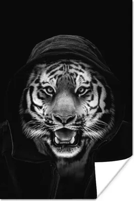 Produktbild von MuchoWow® Poster Ein Tiger mit Kapuze vor einem schwarzen Hintergrund - schwarz und weiß 20x30 cm - Papierdruck