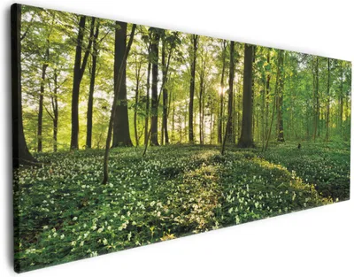 Produktbild von Wallario Premium Leinwandbild Waldanemonen und Sonnenstrahlen im Wald in Größe 80 x 200 cm
