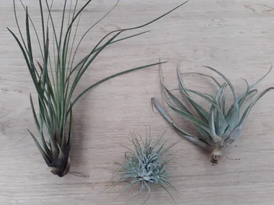 Productafbeelding van 3 stuks! Kamerplant Tillandsia Luchtplantjes Warentuin Natuurlijk