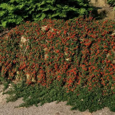 Produktbild von Cotoneaster prostratus 'Königin der Teppiche' Teppichmispel Ø9cm 10-25cm 60