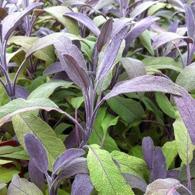 Image de 6 x sauge  - Salvia officinalis « Tricolor »  | Pot 9 cm x 9 cm