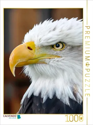 Produktbild von Calvendo Adler - Foto-Puzzle, 1000 Teile, 1000 Stück(e), Tiere
