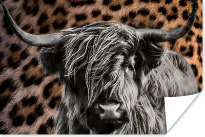 Produktbild von MuchoWow® Poster Schottischer Highlander - Pantherdruck - Tiere 60x40 cm - Schlafzimmerdekoration