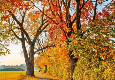 Produktbild von Wallario Fototapete Vliestapete, seidenmatte Oberfläche, einfache Verarbeitung, Größe 200 x 140 cm, Motiv Herbstlicher Waldweg mit buntem Laub