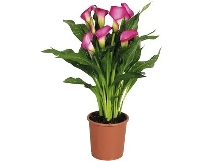 Obrázok produktu pre Kala, kornútica FloraSelf Zantedeschia 'Zazu' 40-45 cm kvetináč Ø 13 cm ružová